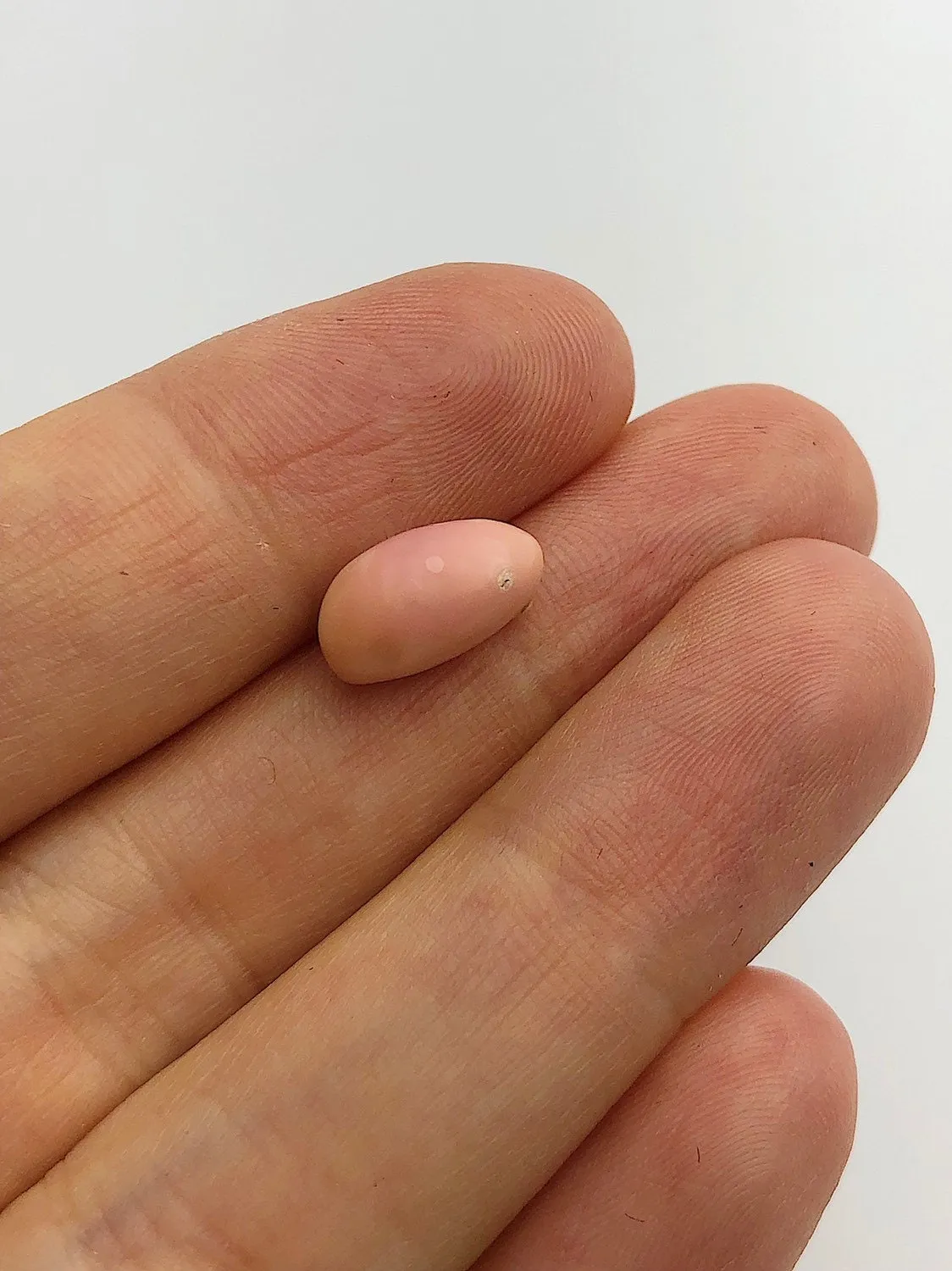 Conch Pearl Loose 12.1mm x 6.5mm No. 3