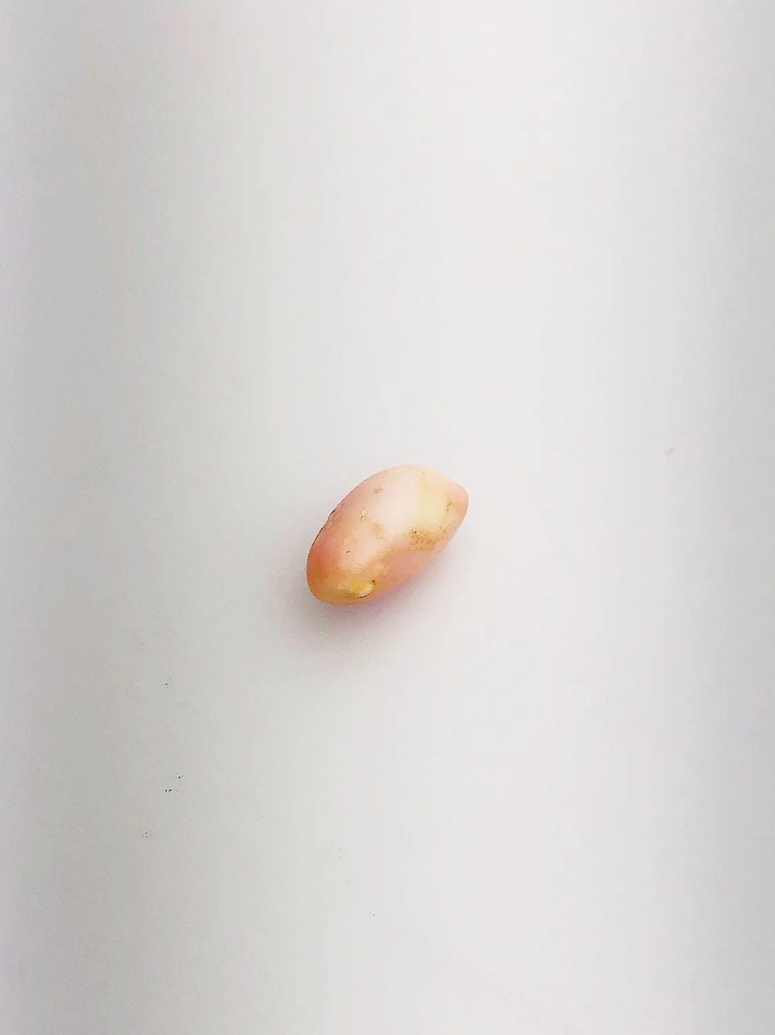 Conch Pearl Loose 12.1mm x 6.5mm No. 3