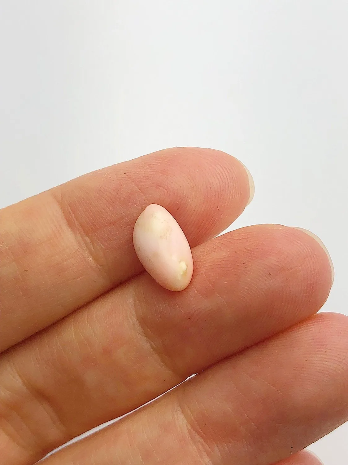 Conch Pearl Loose 12.1mm x 6.5mm No. 3